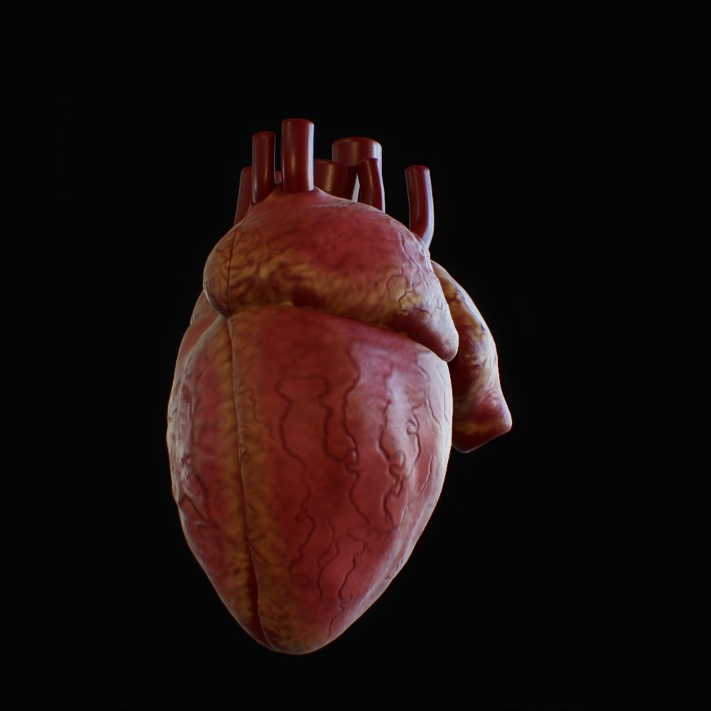 3D model of rigged heart Low-poly 3D model_13