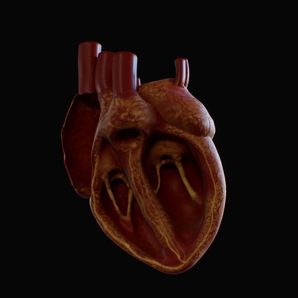 3D model of rigged heart Low-poly 3D model_36