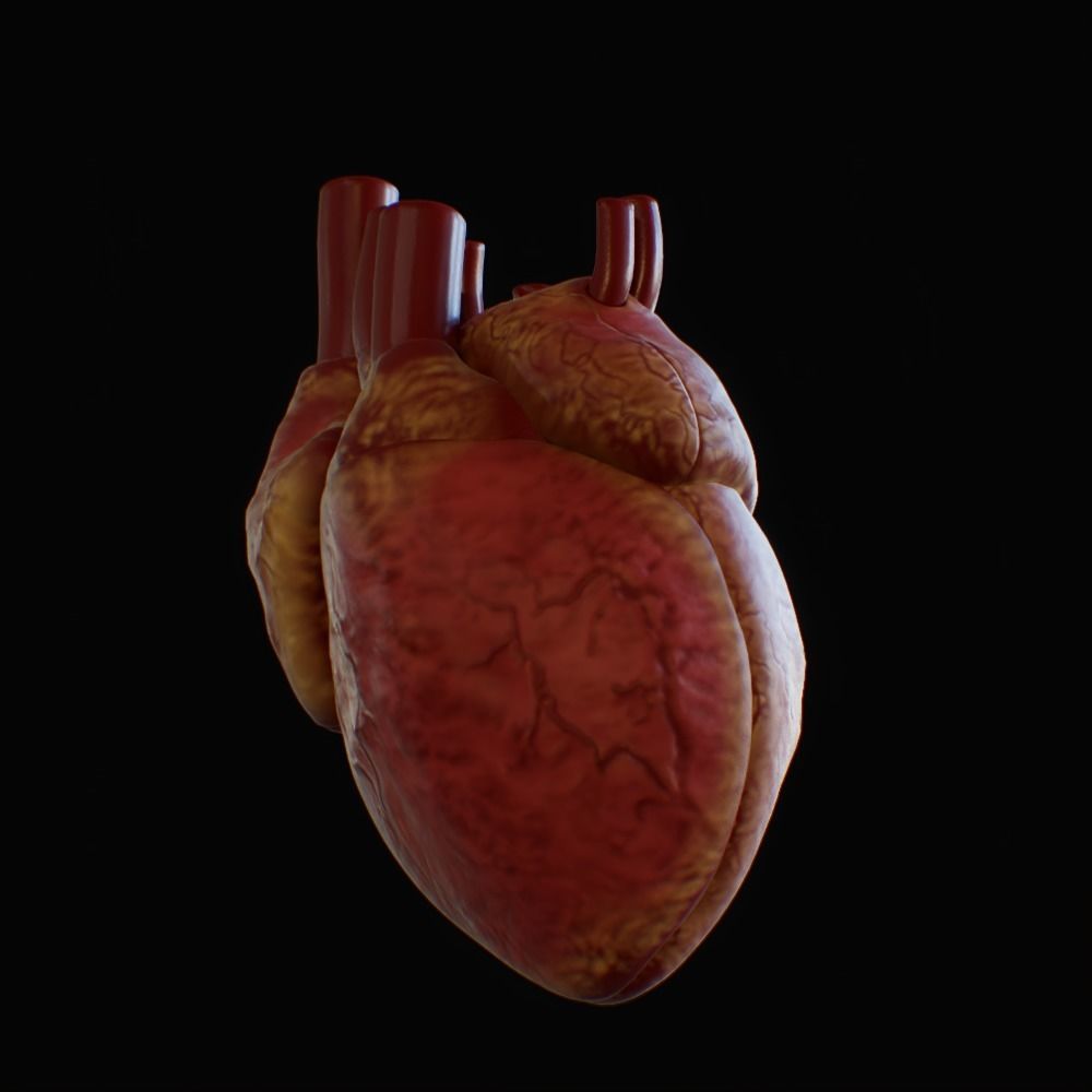3D model of rigged heart Low-poly 3D model_25