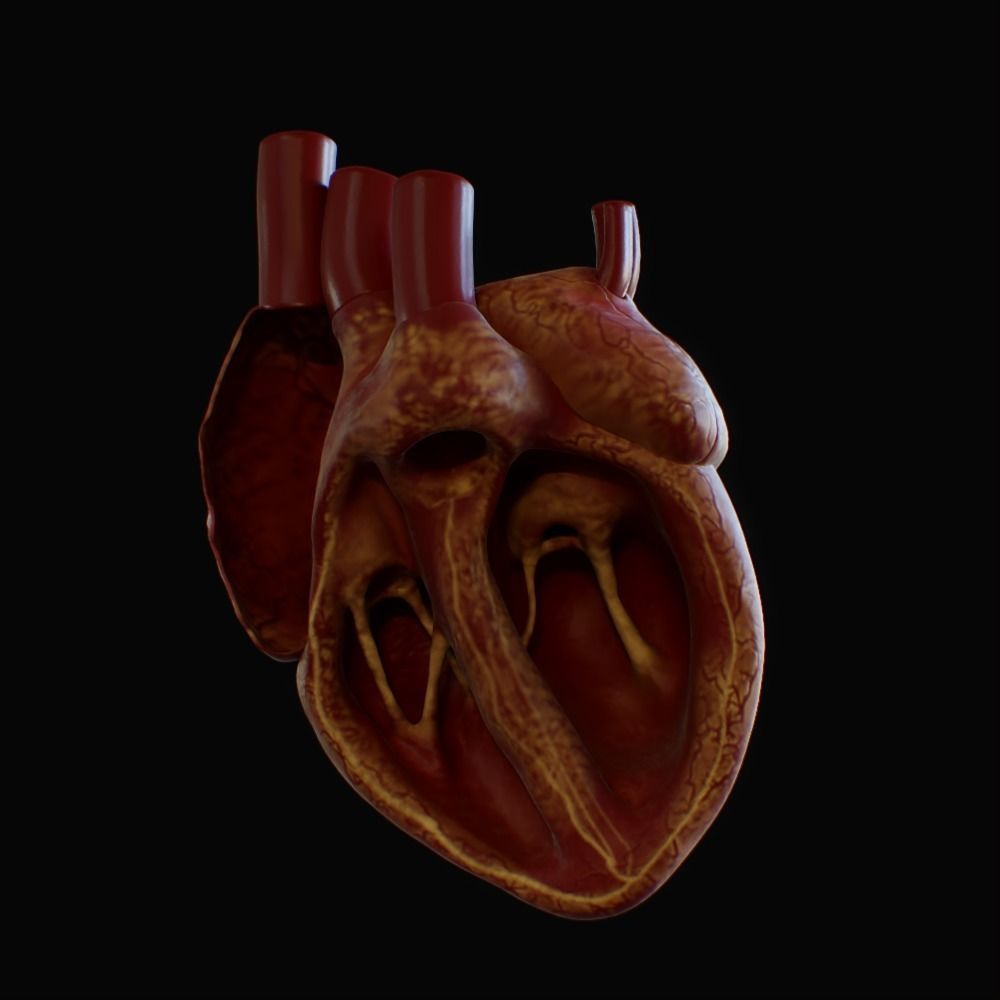 3D model of rigged heart Low-poly 3D model_38
