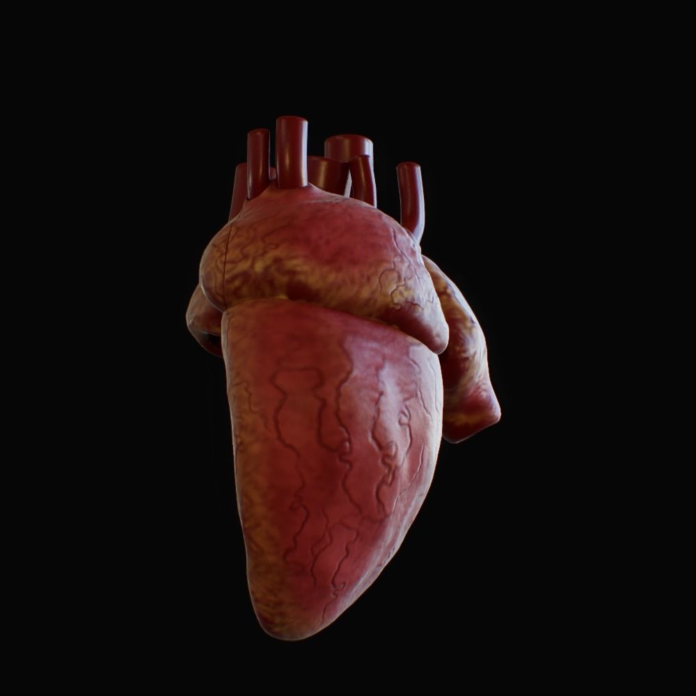 3D model of rigged heart Low-poly 3D model_62