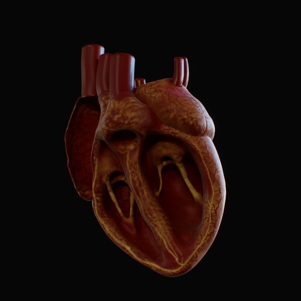 3D model of rigged heart Low-poly 3D model_78