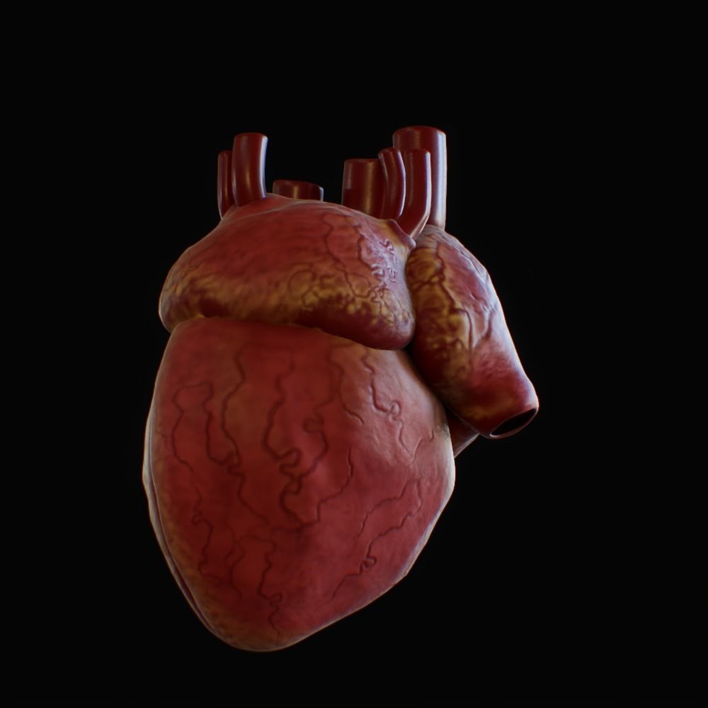 3D model of rigged heart Low-poly 3D model_75
