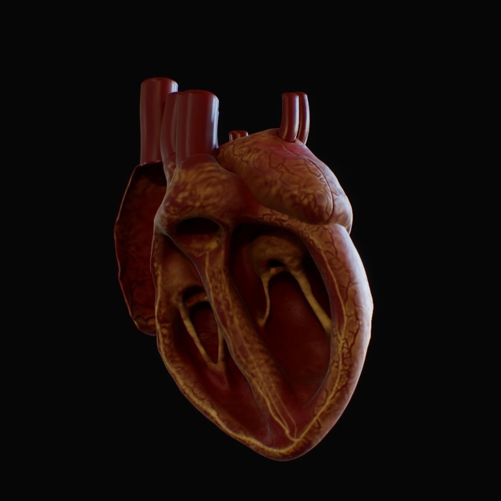 3D model of rigged heart Low-poly 3D model_35