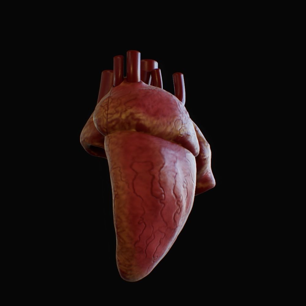 3D model of rigged heart Low-poly 3D model_98