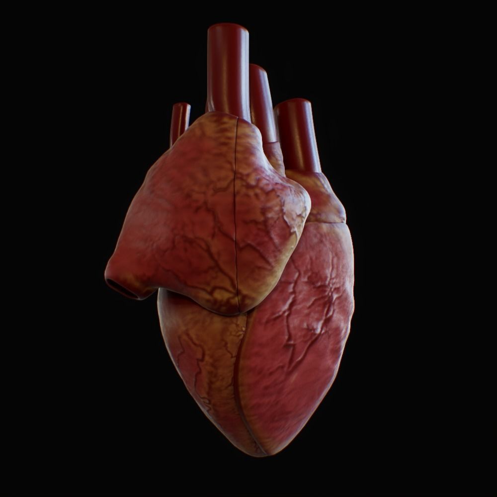 3D model of rigged heart Low-poly 3D model_2
