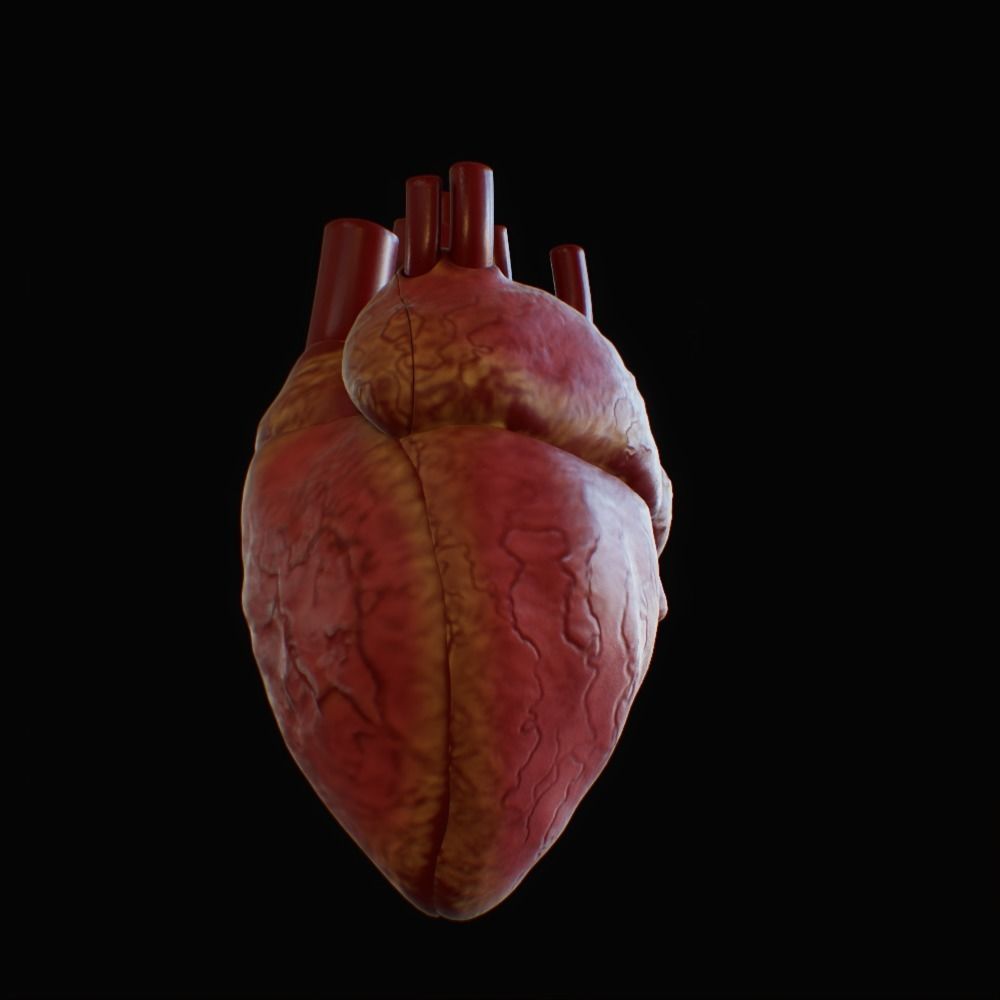 3D model of rigged heart Low-poly 3D model_19