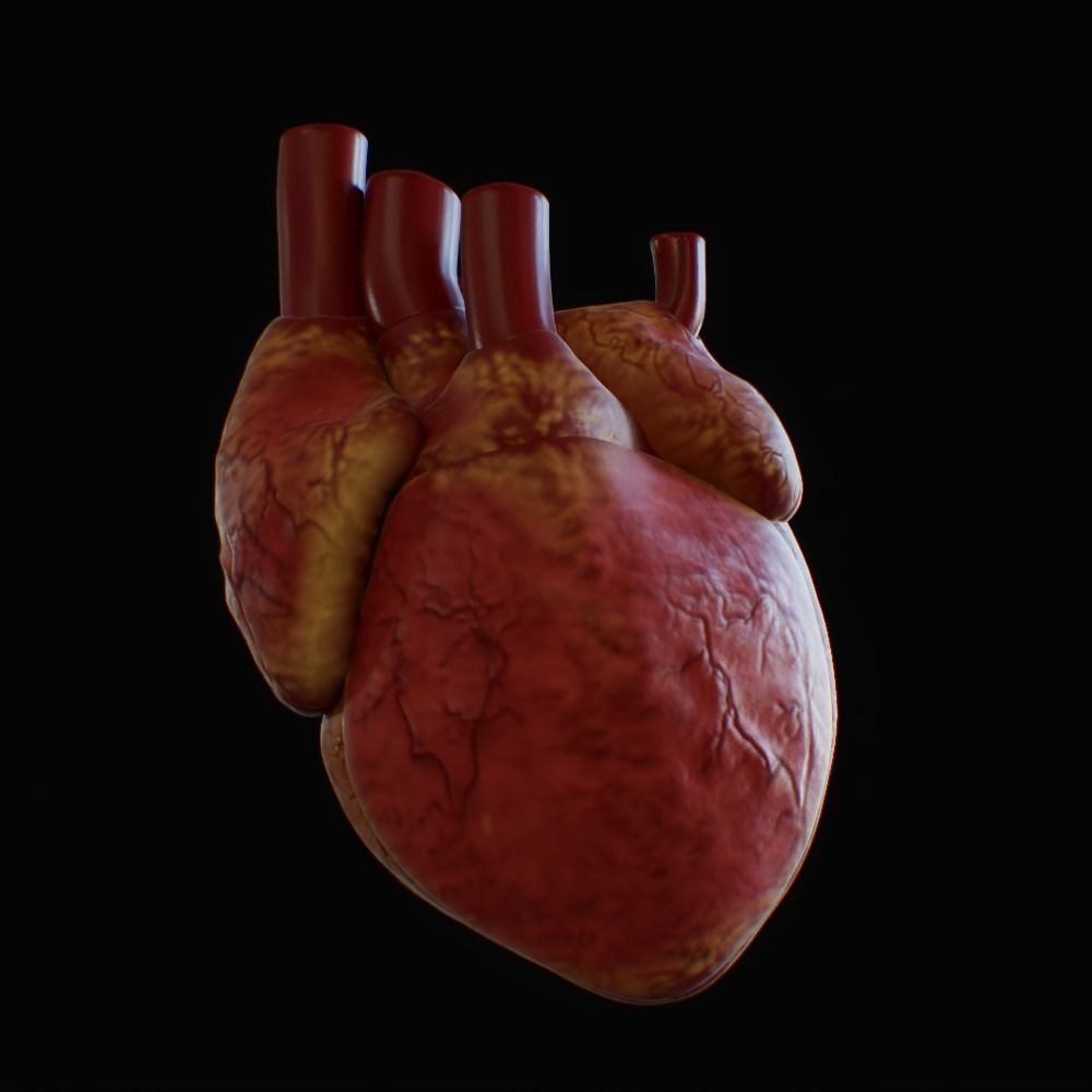 3D model of rigged heart Low-poly 3D model_28
