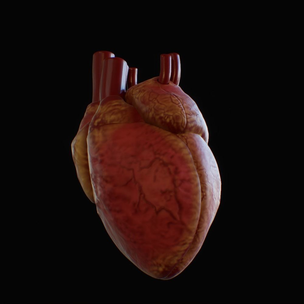 3D model of rigged heart Low-poly 3D model_30