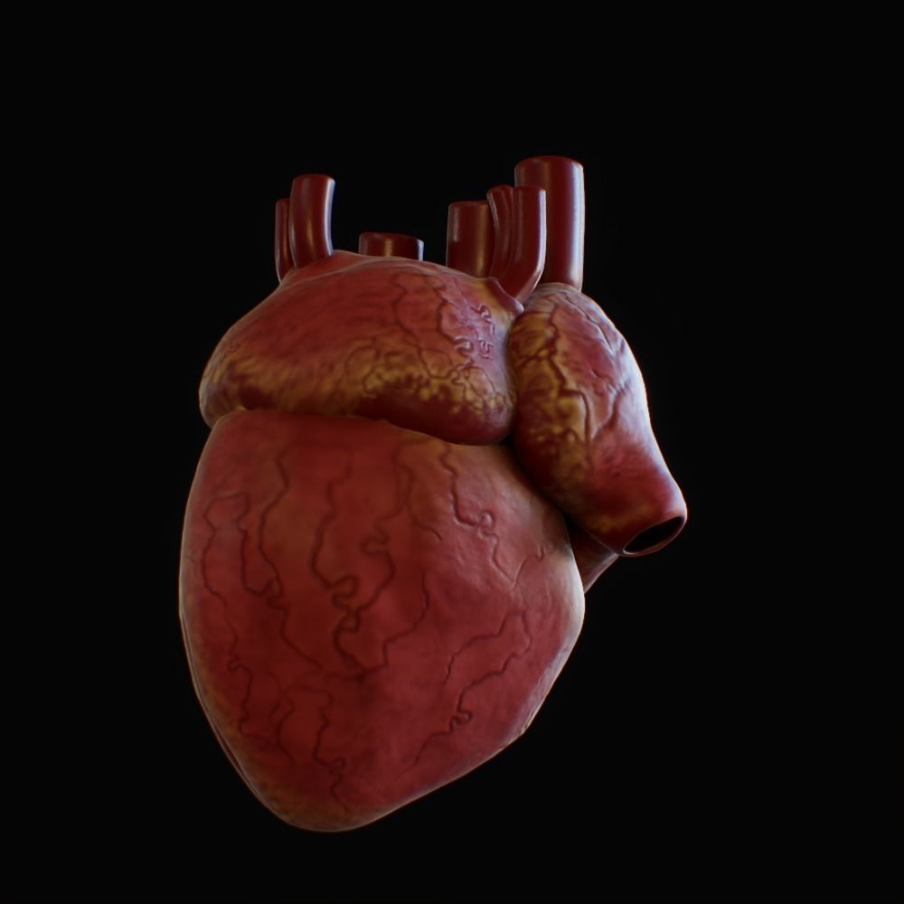 3D model of rigged heart Low-poly 3D model_10