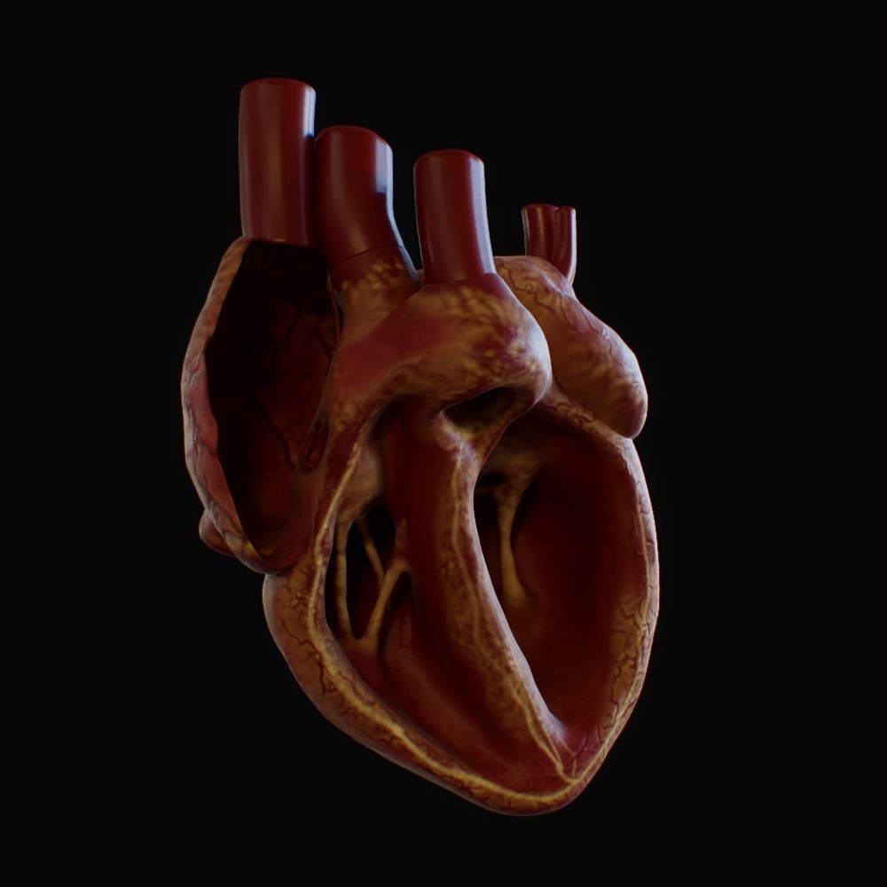 3D model of rigged heart Low-poly 3D model_86