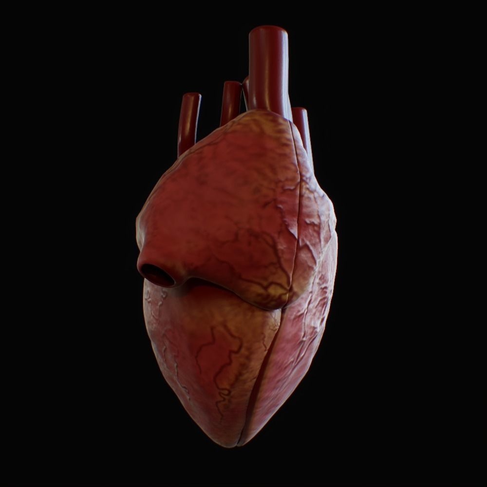 3D model of rigged heart Low-poly 3D model_74
