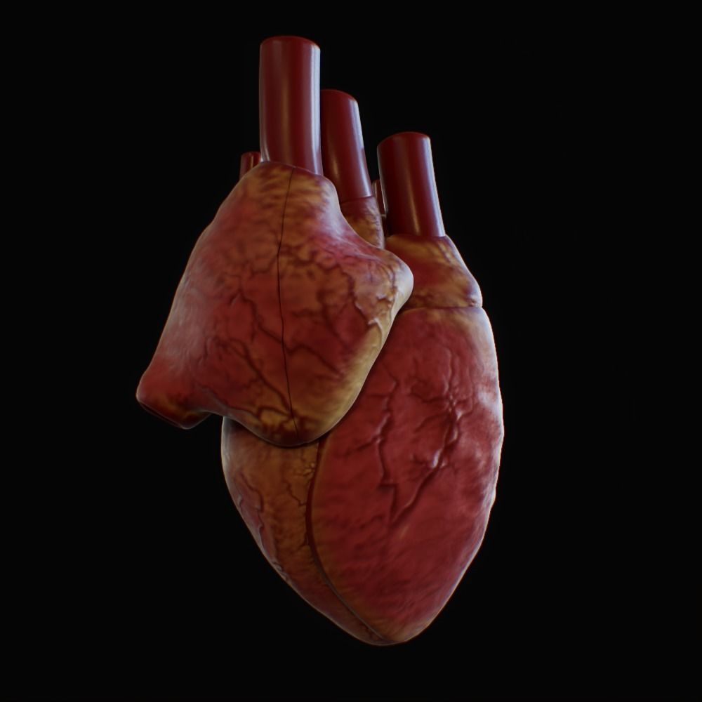 3D model of rigged heart Low-poly 3D model_80