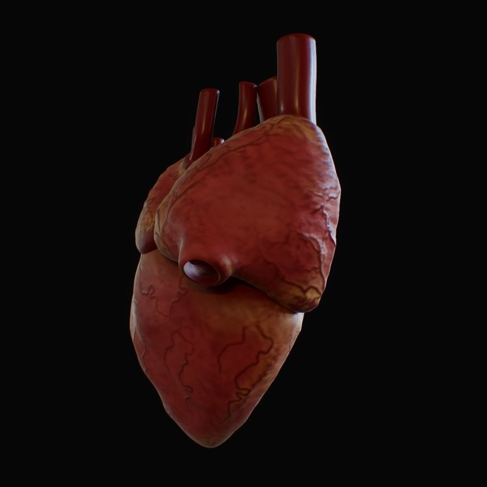 3D model of rigged heart Low-poly 3D model_99