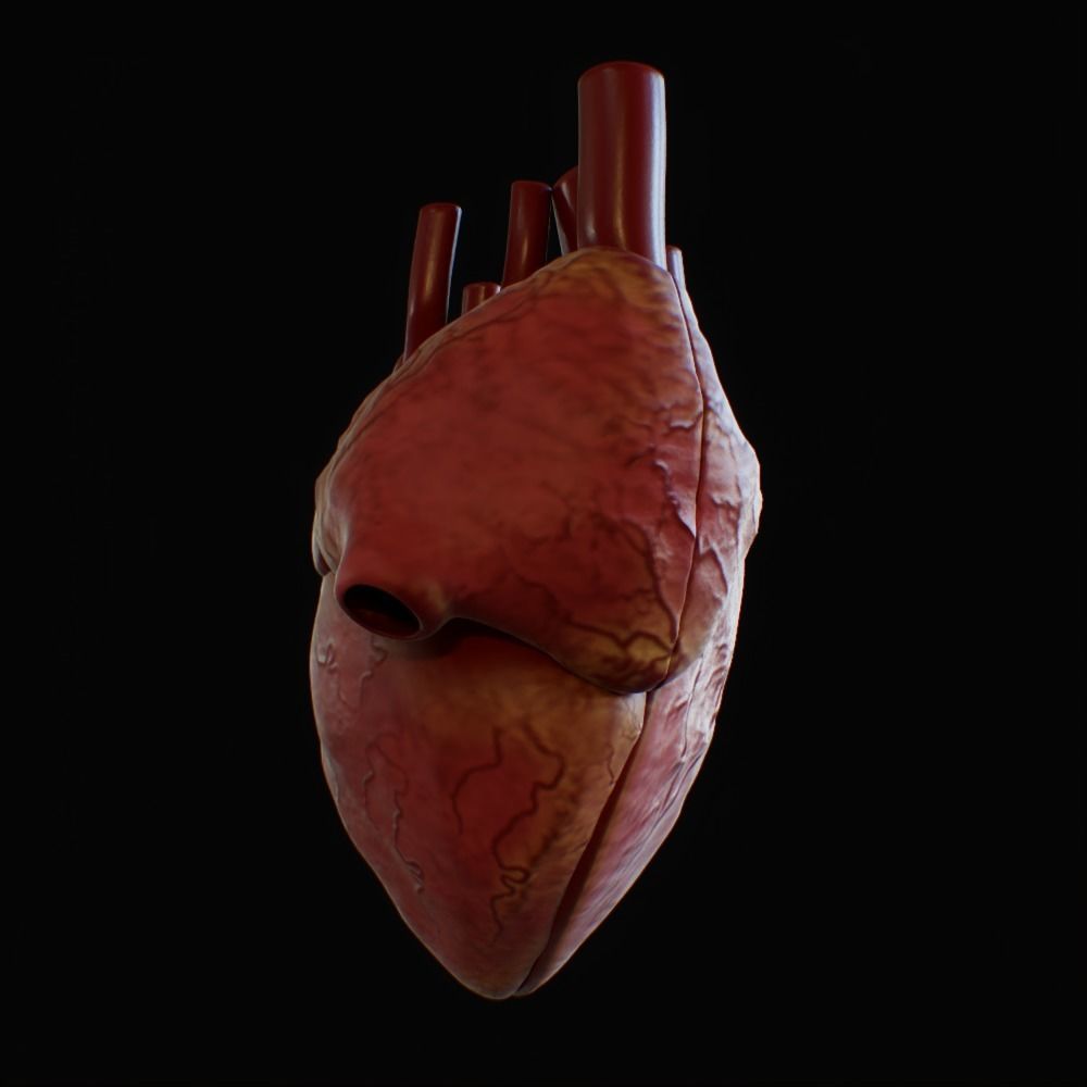 3D model of rigged heart Low-poly 3D model_27
