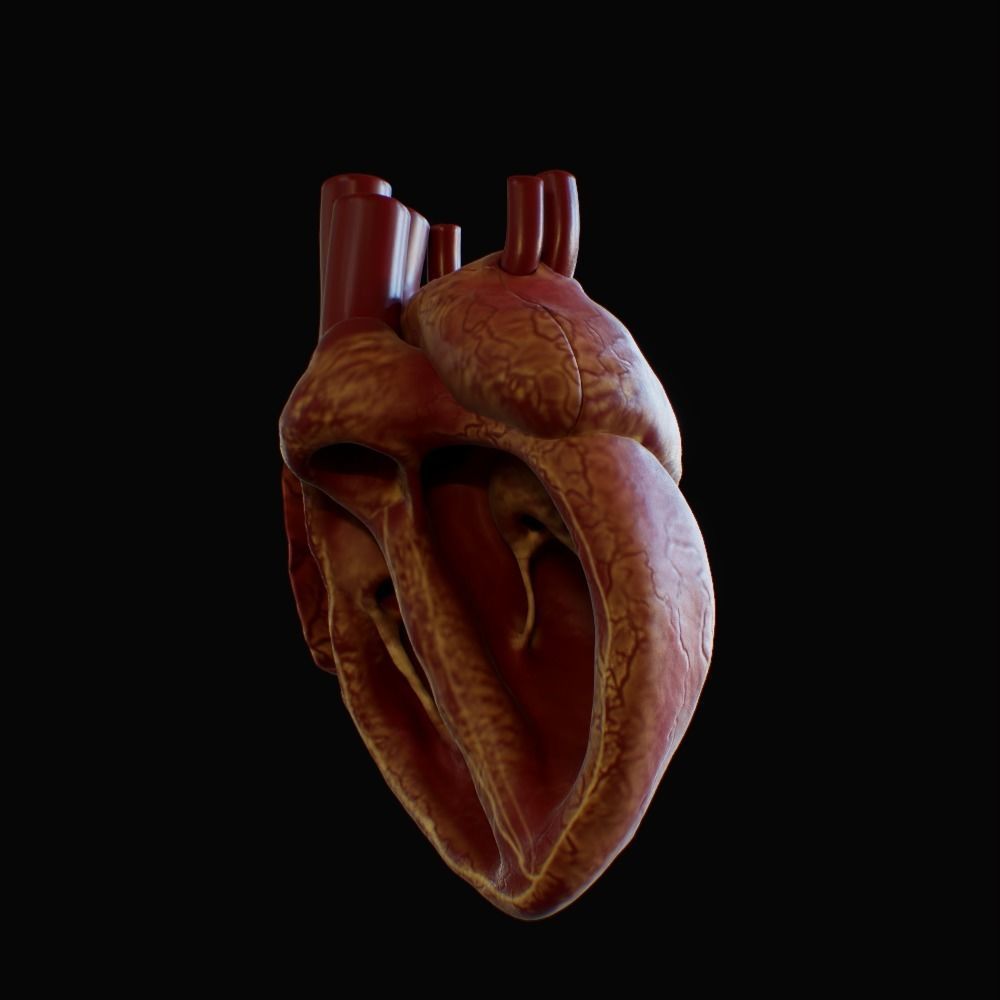 3D model of rigged heart Low-poly 3D model_31