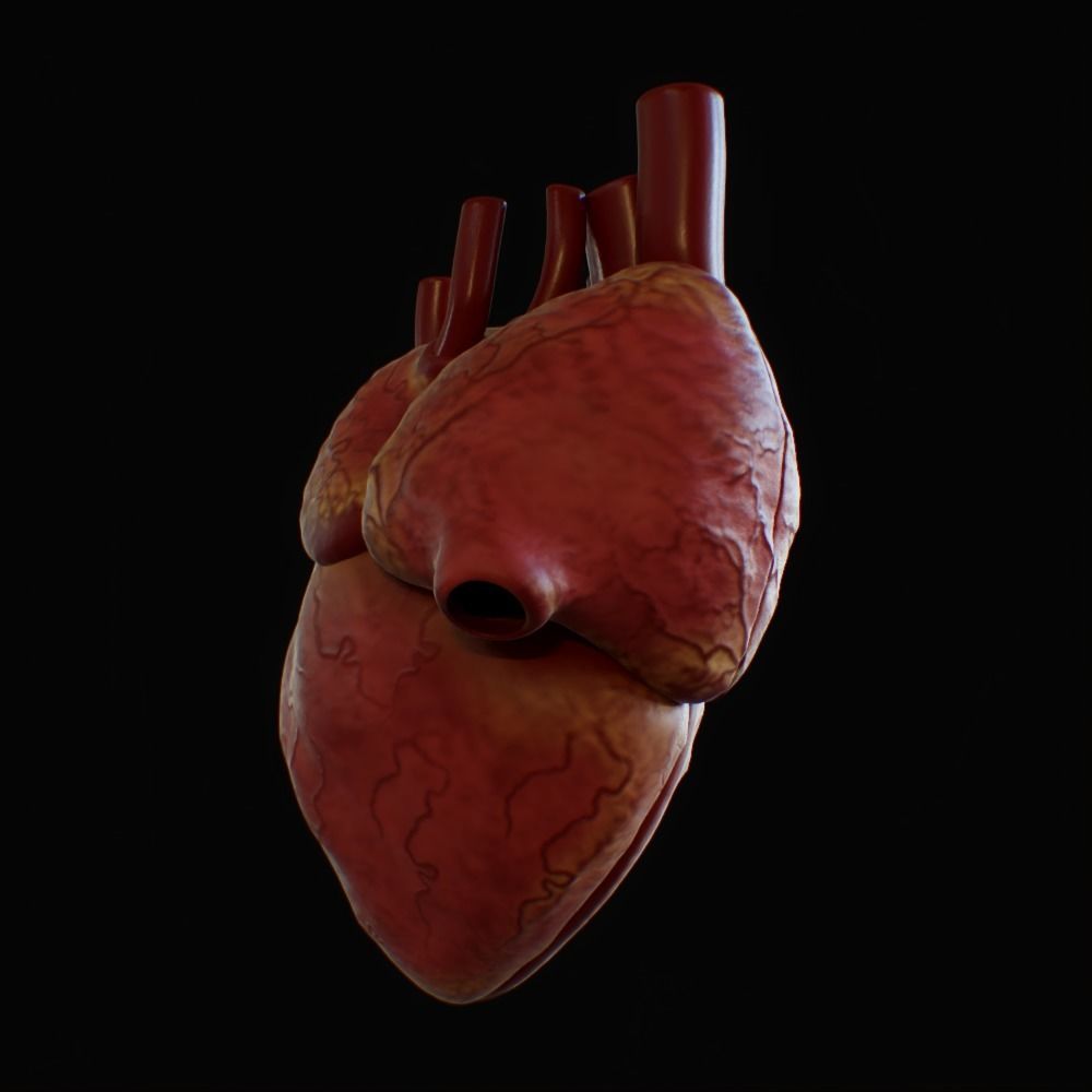 3D model of rigged heart Low-poly 3D model_12