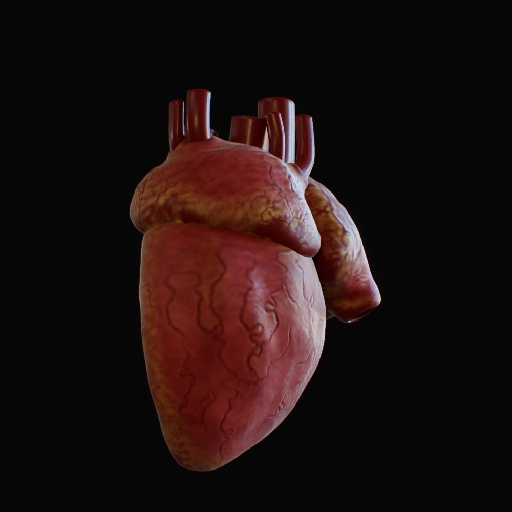 3D model of rigged heart Low-poly 3D model_93