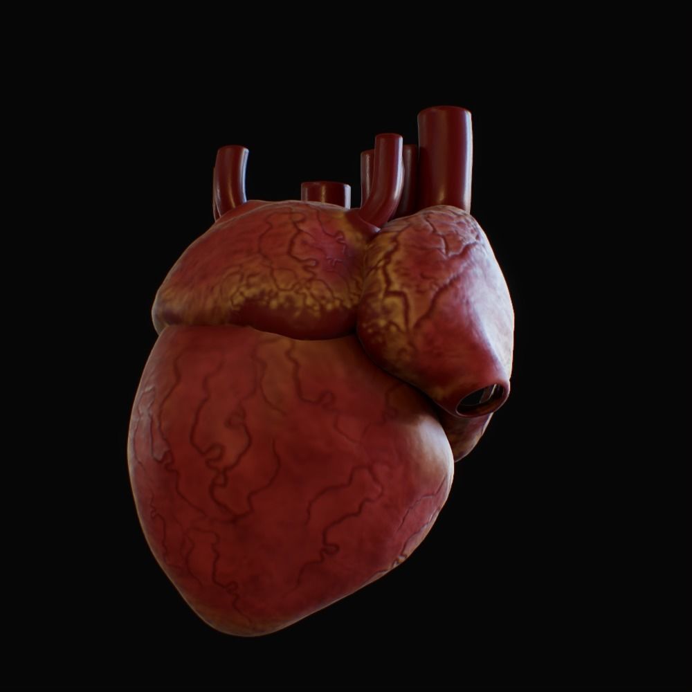 3D model of rigged heart Low-poly 3D model_54