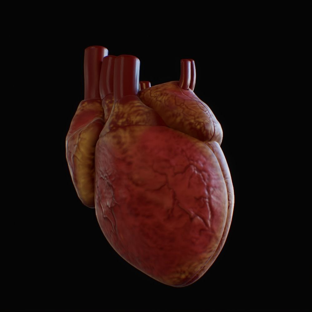 3D model of rigged heart Low-poly 3D model_84