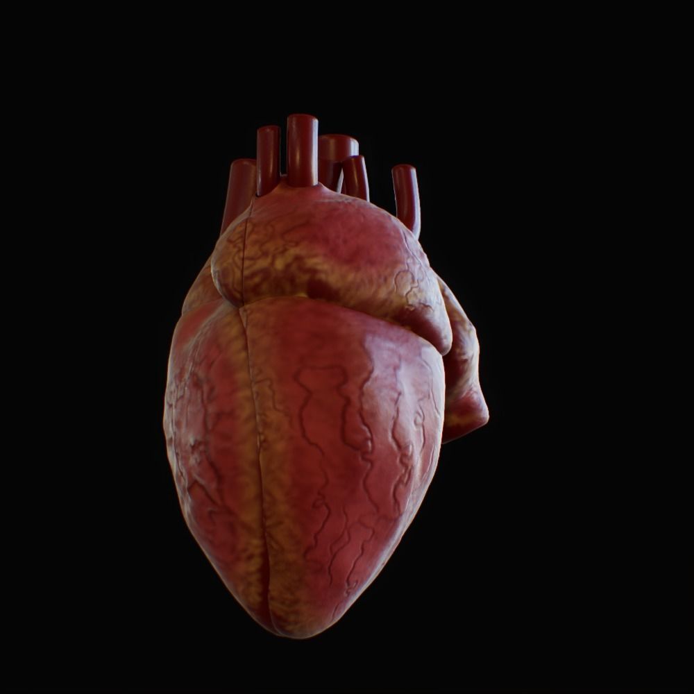 3D model of rigged heart Low-poly 3D model_76
