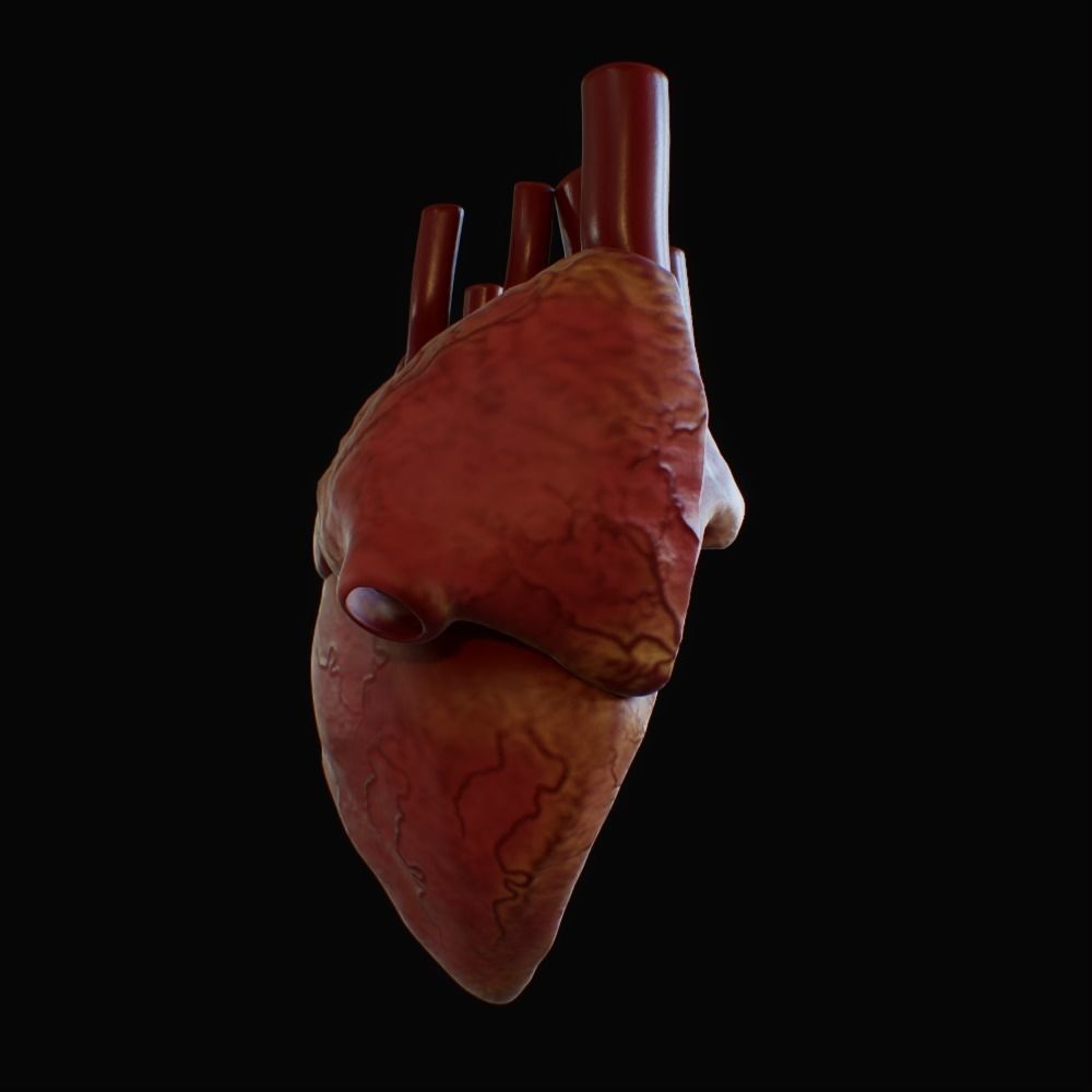 3D model of rigged heart Low-poly 3D model_91