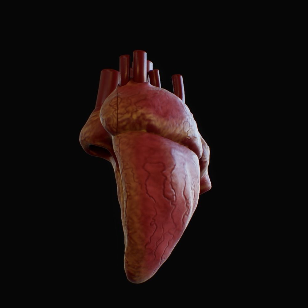 3D model of rigged heart Low-poly 3D model_66