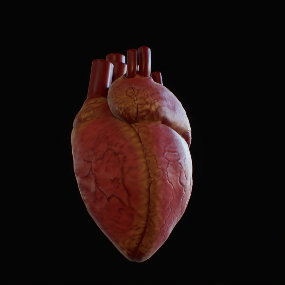 3D model of rigged heart Low-poly 3D model_26