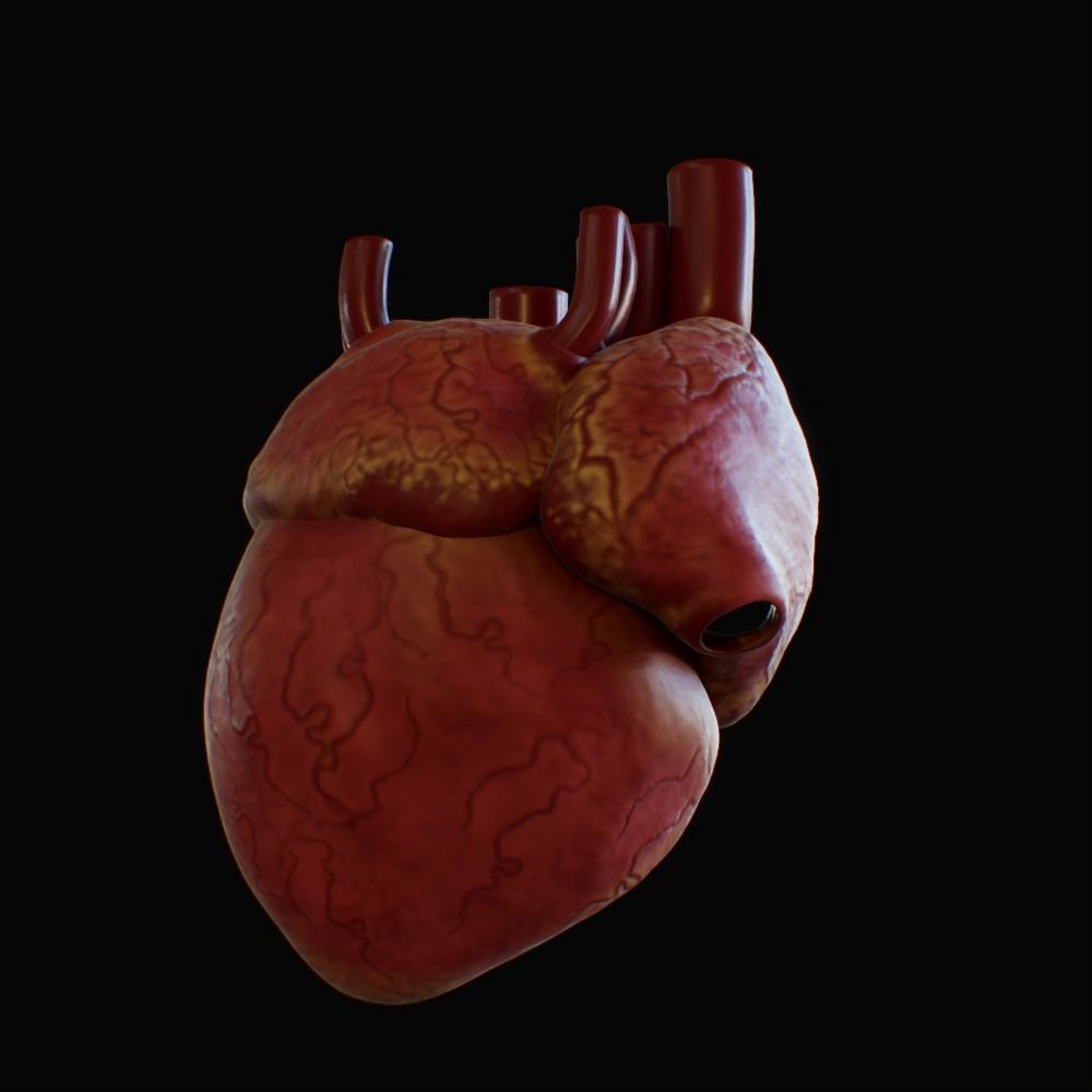 3D model of rigged heart Low-poly 3D model_58