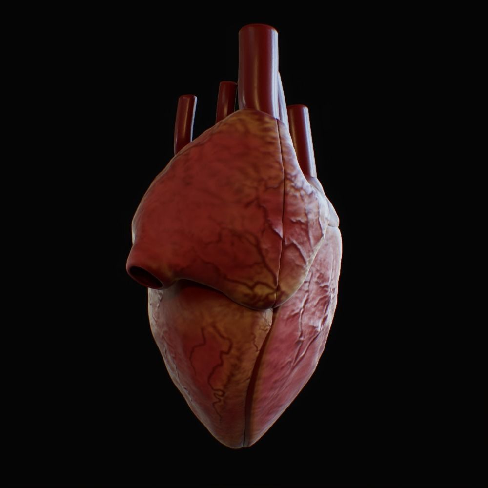 3D model of rigged heart Low-poly 3D model_6