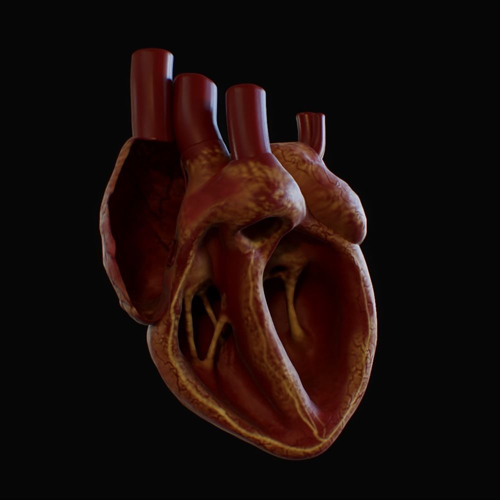 3D model of rigged heart Low-poly 3D model_82