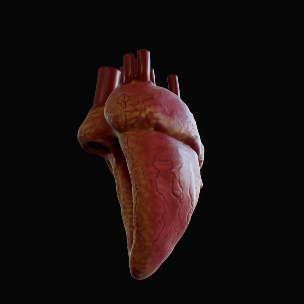 3D model of rigged heart Low-poly 3D model_65
