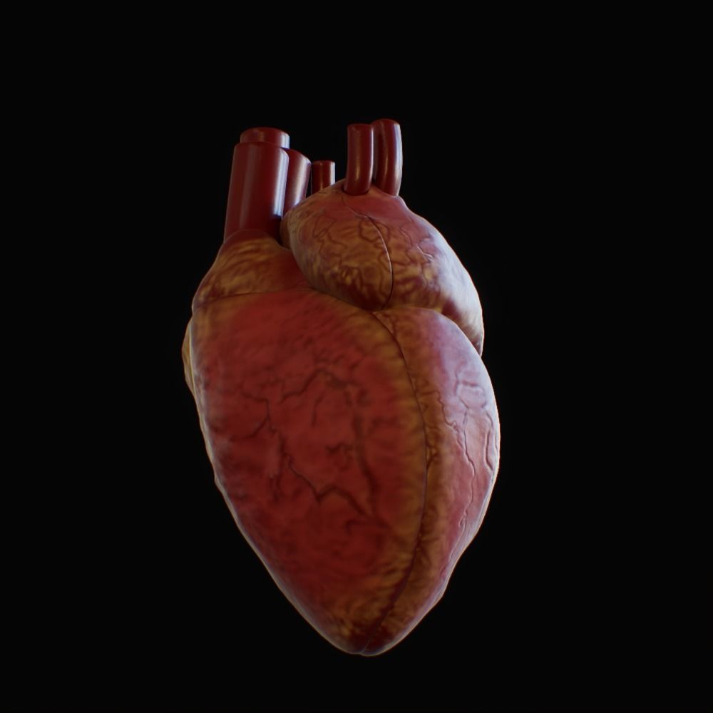 3D model of rigged heart Low-poly 3D model_73
