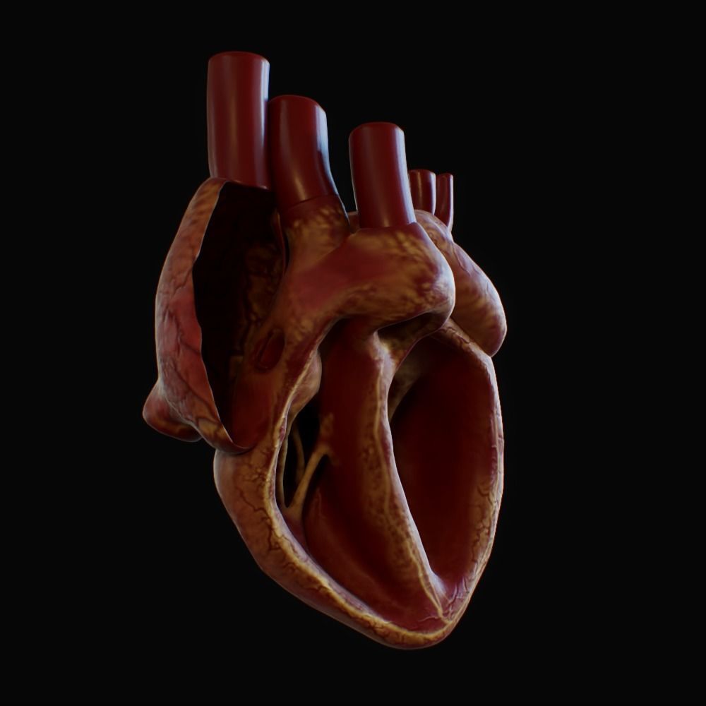 3D model of rigged heart Low-poly 3D model_96