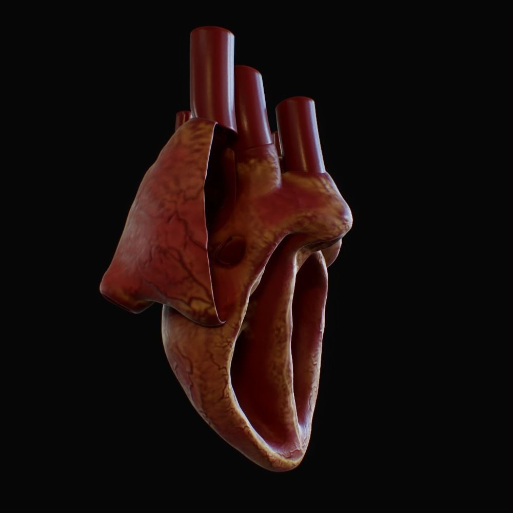 3D model of rigged heart Low-poly 3D model_95