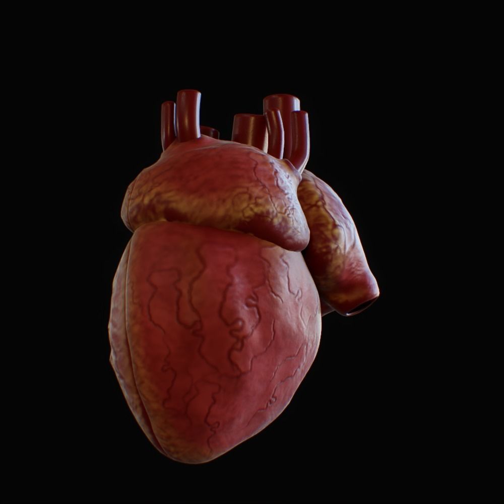 3D model of rigged heart Low-poly 3D model_24