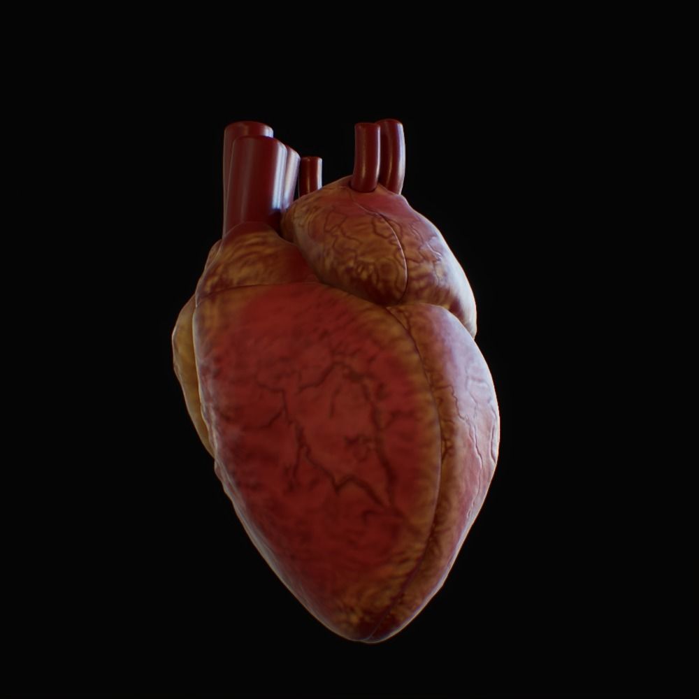 3D model of rigged heart Low-poly 3D model_22