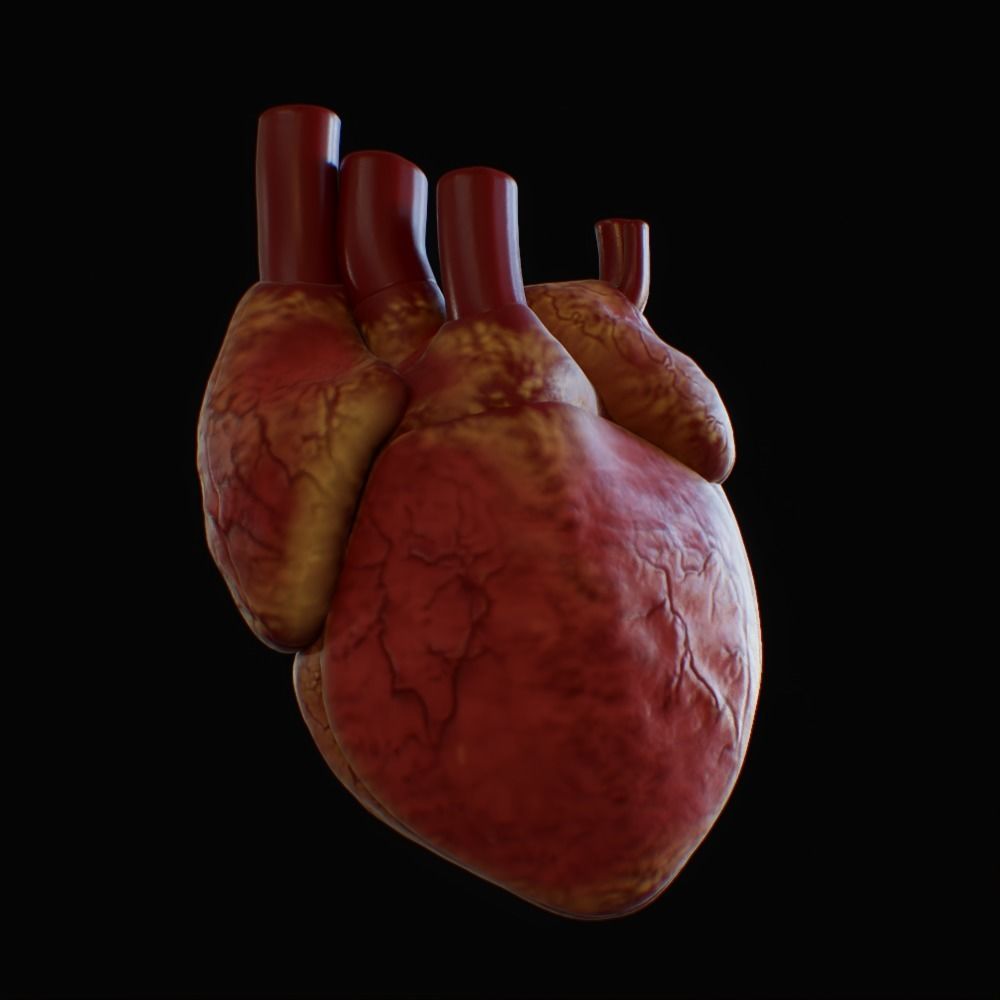 3D model of rigged heart Low-poly 3D model_41