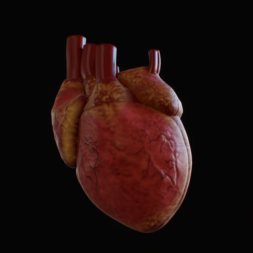 3D model of rigged heart Low-poly 3D model_29