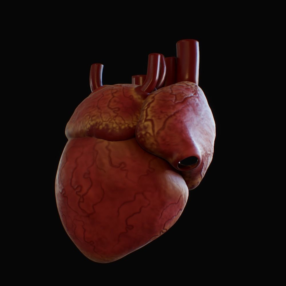 3D model of rigged heart Low-poly 3D model_48