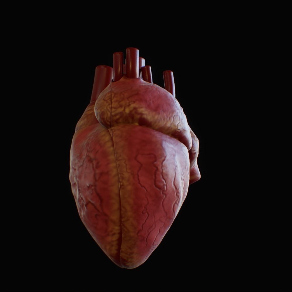 3D model of rigged heart Low-poly 3D model_16