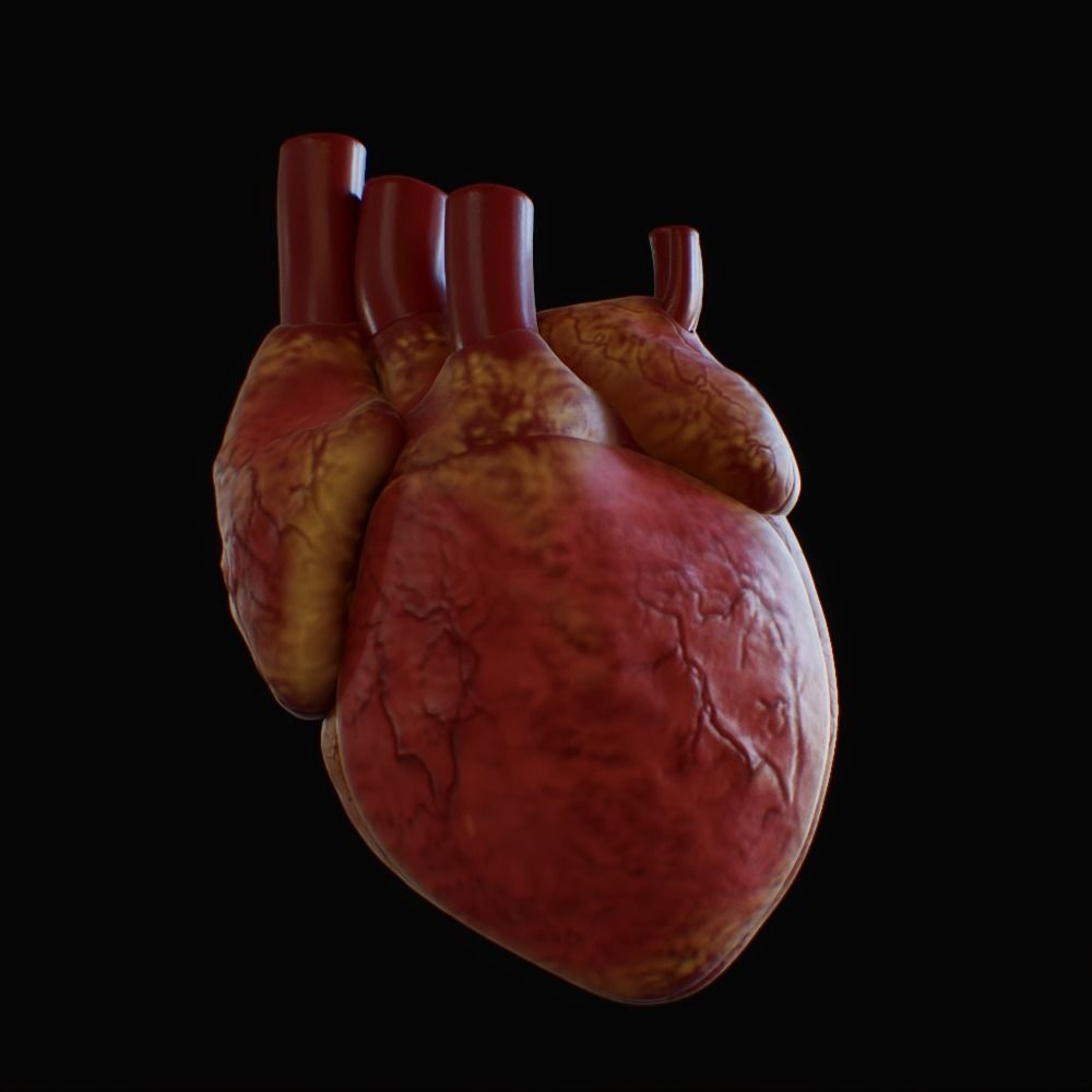 3D model of rigged heart Low-poly 3D model_97