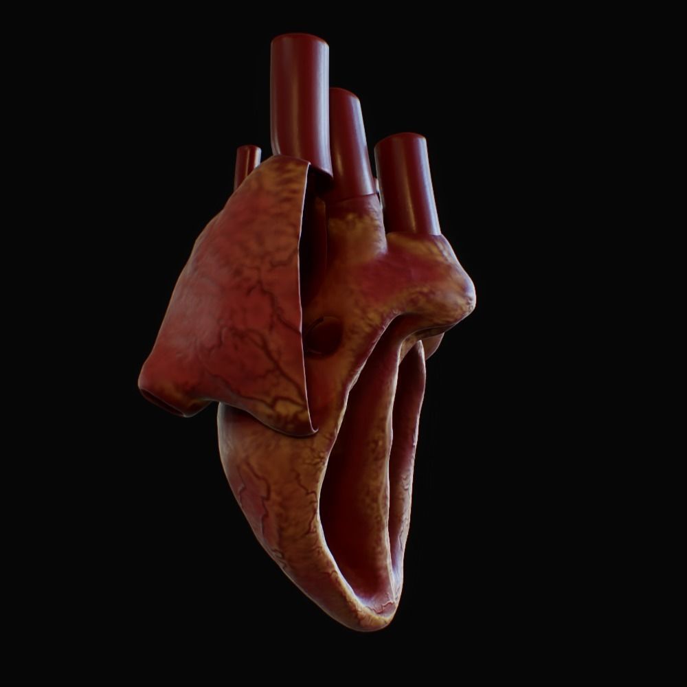 3D model of rigged heart Low-poly 3D model_43
