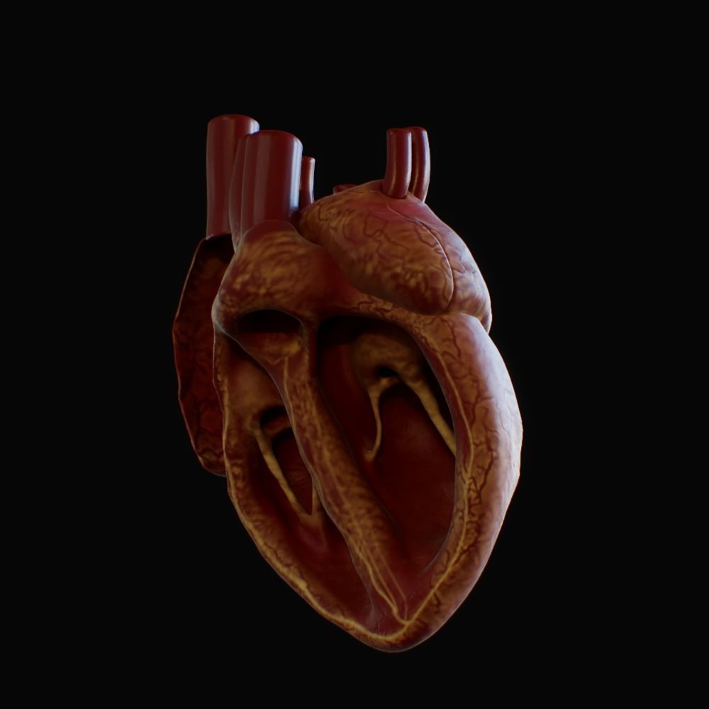3D model of rigged heart Low-poly 3D model_40