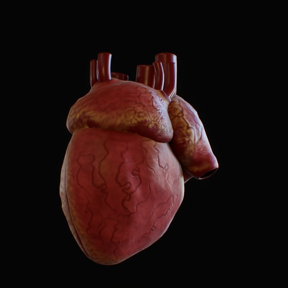 3D model of rigged heart Low-poly 3D model_5