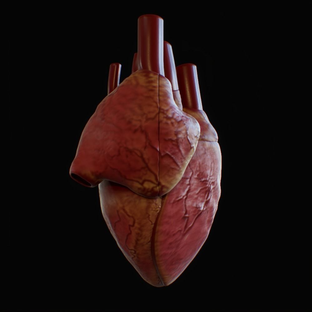 3D model of rigged heart Low-poly 3D model_70