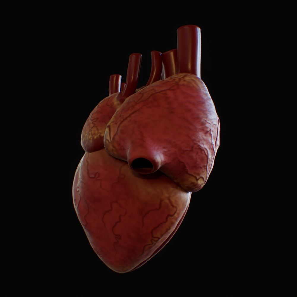 3D model of rigged heart Low-poly 3D model_21