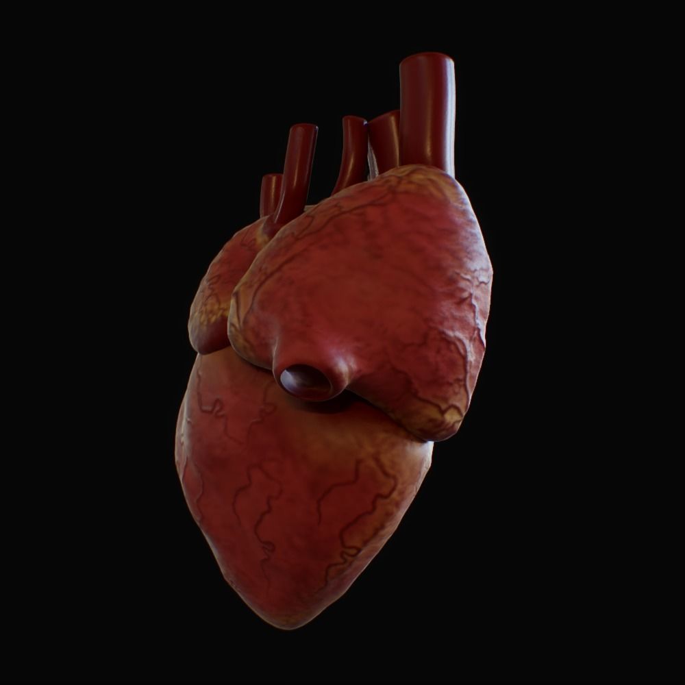 3D model of rigged heart Low-poly 3D model_51