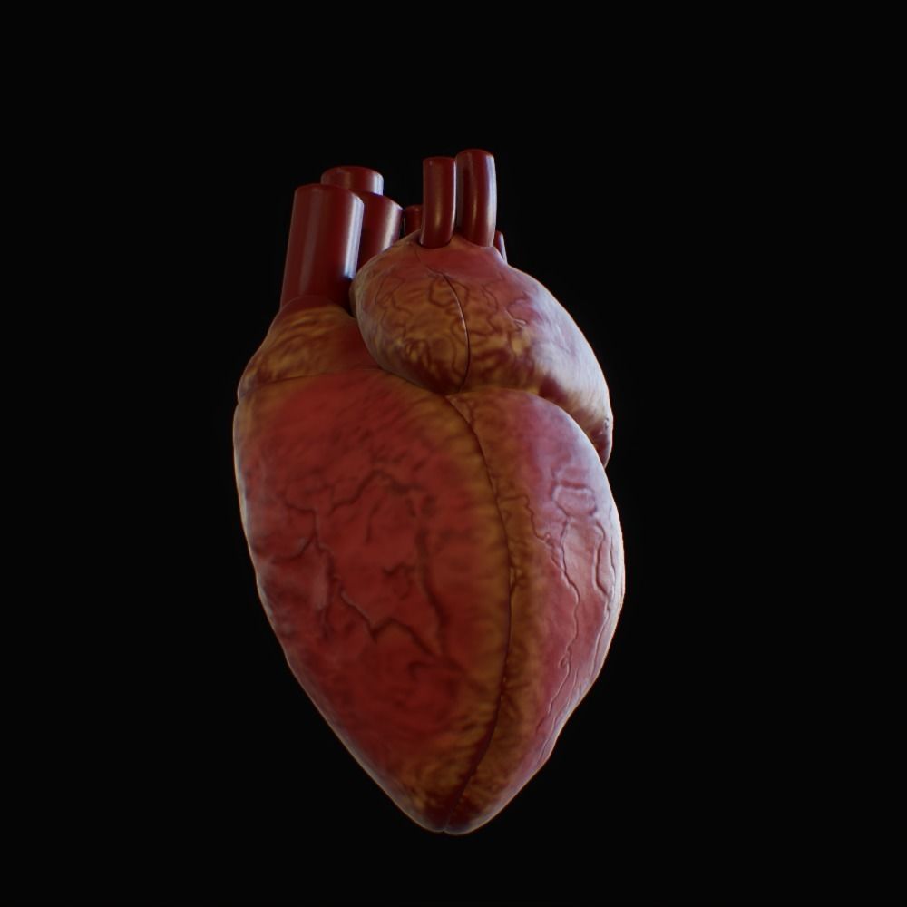 3D model of rigged heart Low-poly 3D model_23