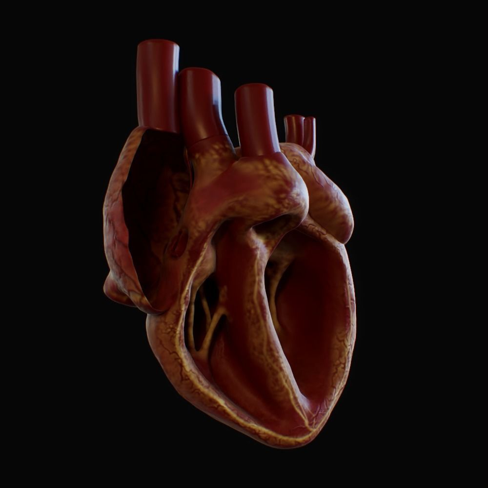 3D model of rigged heart Low-poly 3D model_42